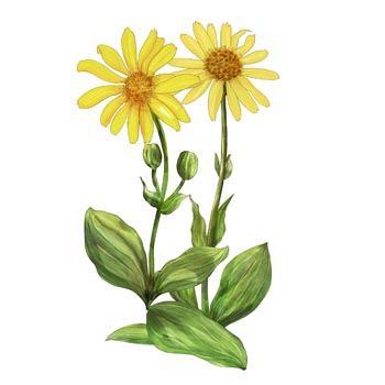 arnica